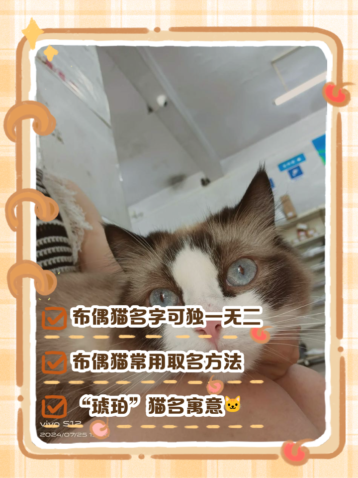 母猫的名字(母猫的名字大全)