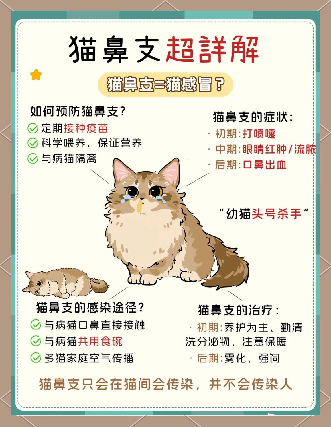 猫鼻支和感冒的区别(猫鼻支和感冒的区别有哪些)