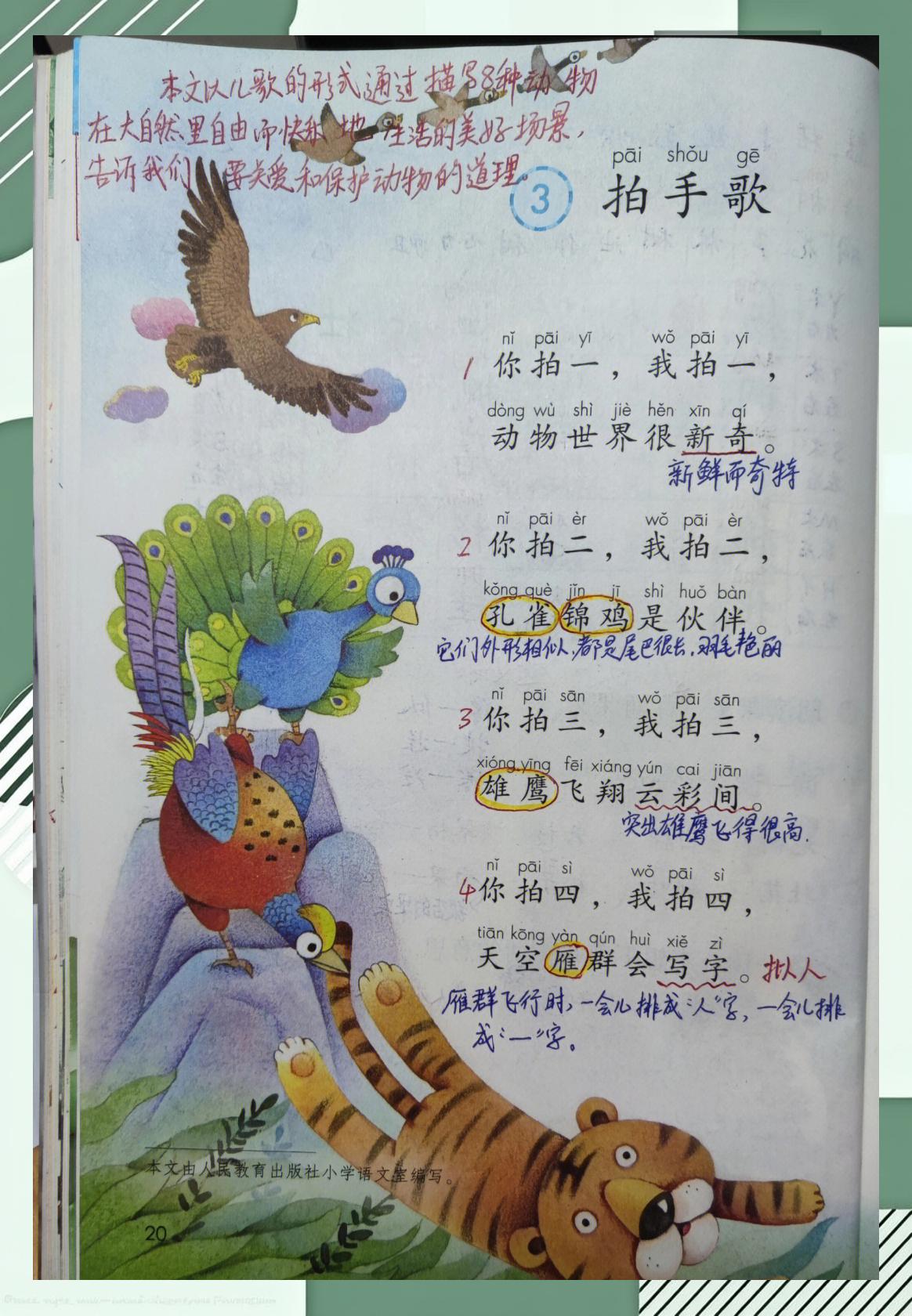 仔鸡的拼音(仔鸡的拼音读)