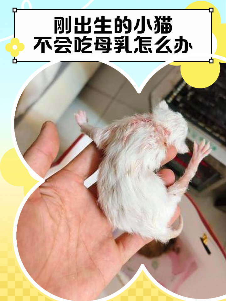小猫生下来几天睁眼(小猫生下来几天睁眼睛 视频)