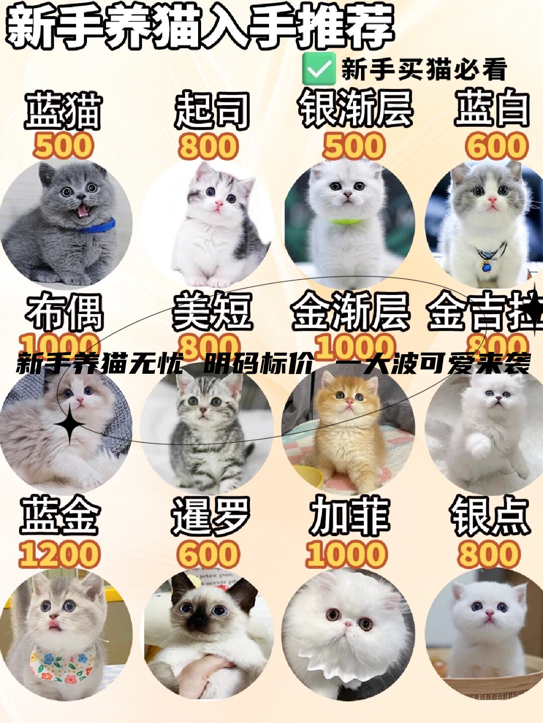 金吉拉猫价格(金吉拉猫价格及图片)