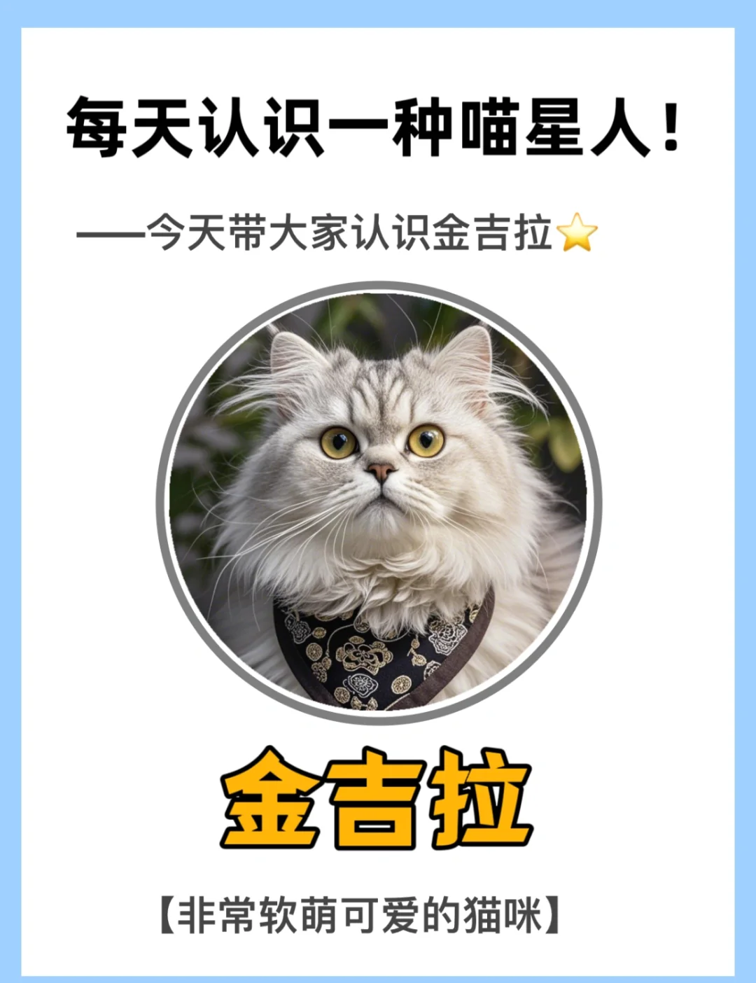 金吉拉猫价格(金吉拉猫价格及图片) 金吉拉猫价格(金吉拉猫价格及图片)