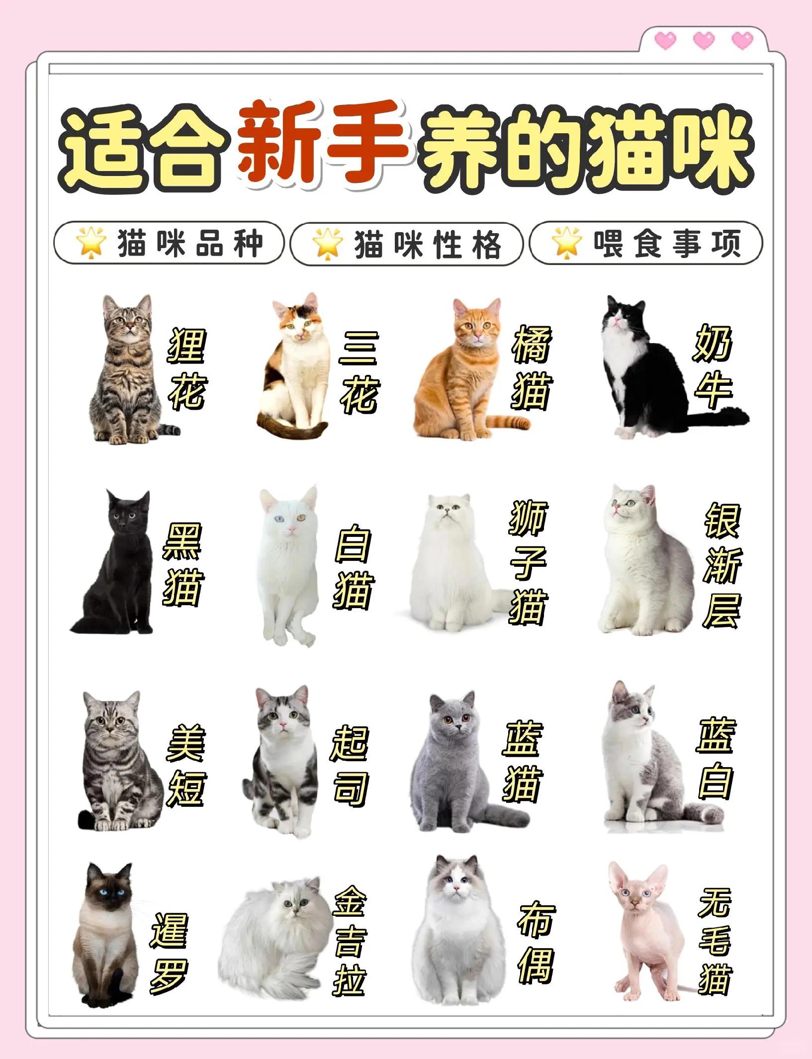 猫多大可以配对(猫多大可以配对最好)