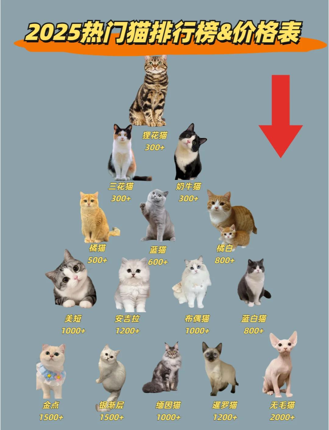 猫多大可以配对(猫多大可以配对最好) 猫多大可以配对(猫多大可以配对最好)