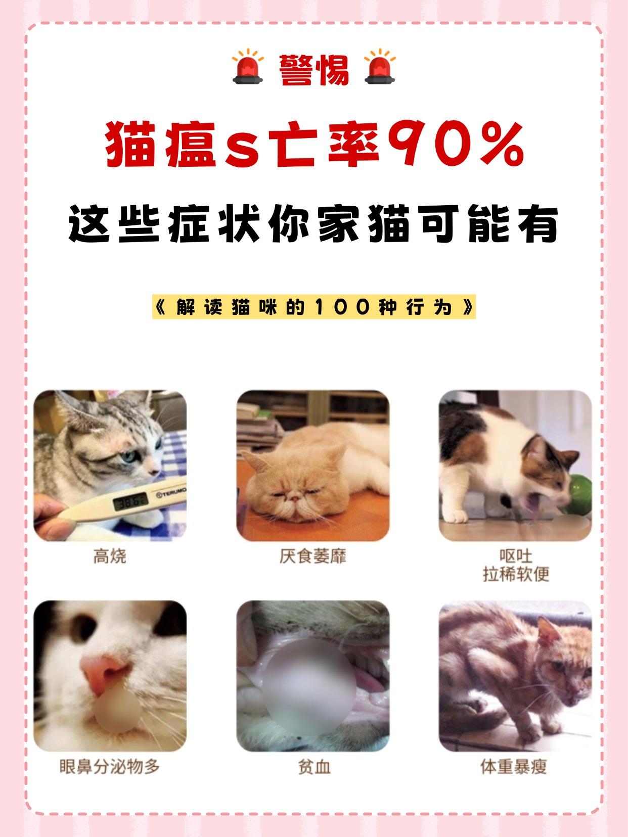猫咪发烧40度是猫瘟吗(猫咪发烧40度是猫瘟吗怎么办) 猫咪发烧40度是猫瘟吗(猫咪发烧40度是猫瘟吗怎么办)