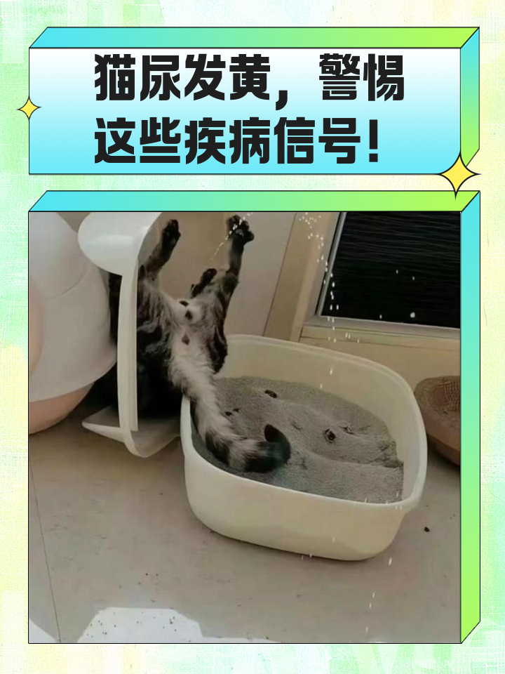 猫咪黄疸是什么症状(猫咪黄疸症状怎么治疗)