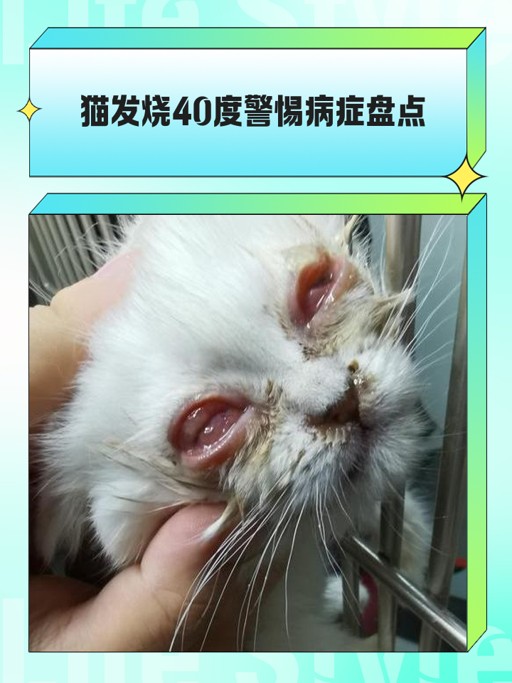 猫咪黄疸是什么症状(猫咪黄疸症状怎么治疗)