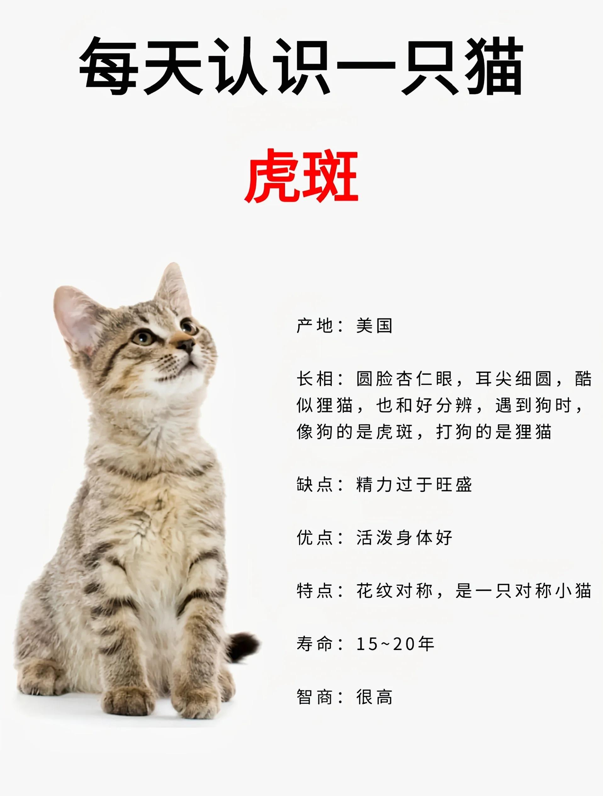老虎是猫科还是犬科(老虎是属于猫科动物吗?) 老虎是猫科还是犬科(老虎是属于猫科动物吗?)