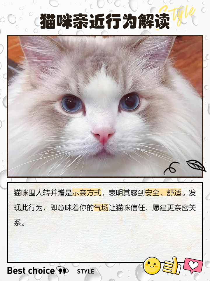 猫咪围着我转圈蹭我是什么意思(猫咪围着我转圈蹭我还喵喵叫很着急)