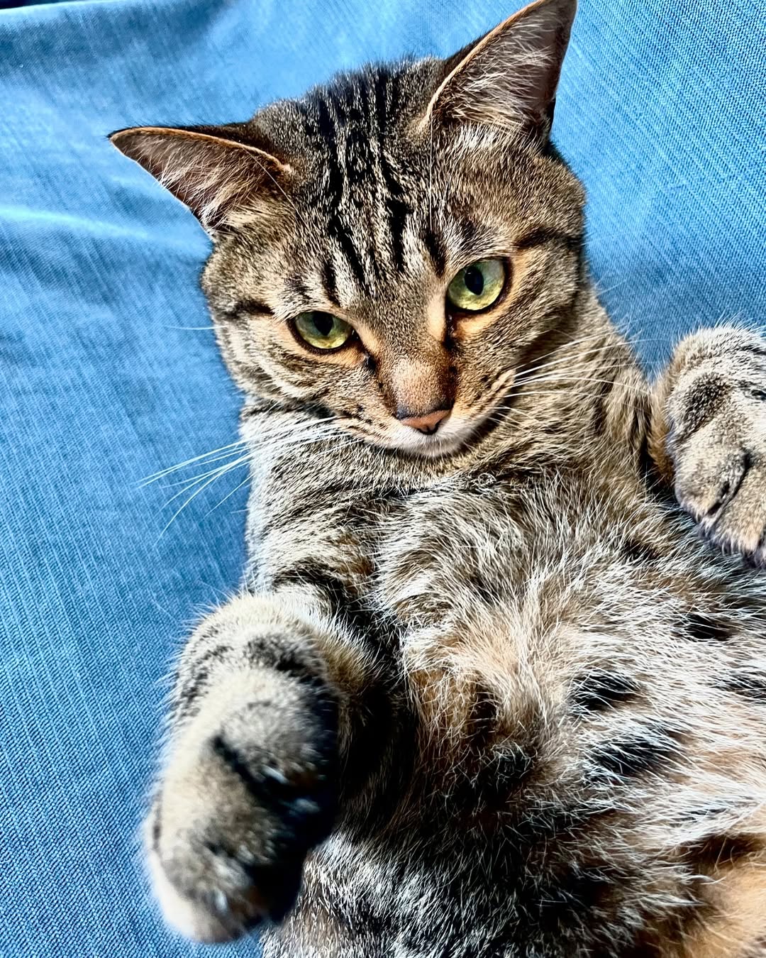 猫在地上打滚磨蹭什么意思(猫在地上打滚磨蹭什么意思还一直叫)