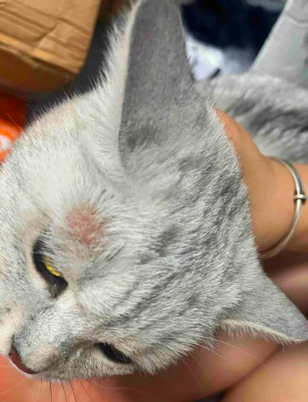 猫瘟初期症状(猫瘟初期症状怎么处理)