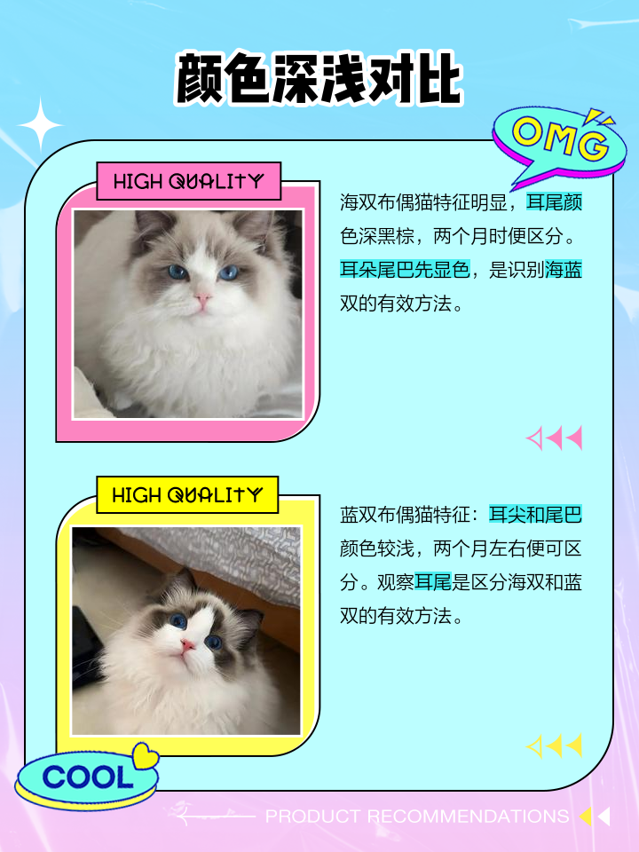 蓝双和海双布偶怎么区分(蓝双和海双布偶幼猫对比照)