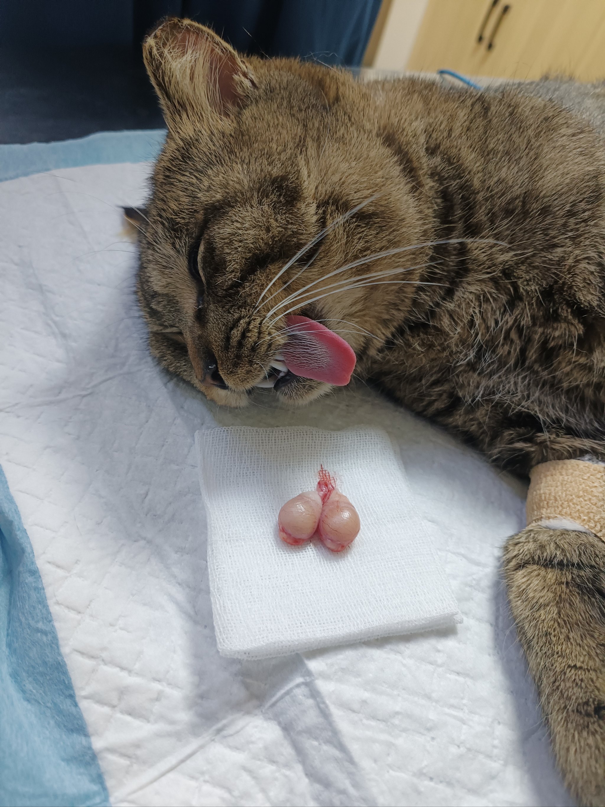 猫咪多大可以绝育(猫咪断奶多久可以绝育)