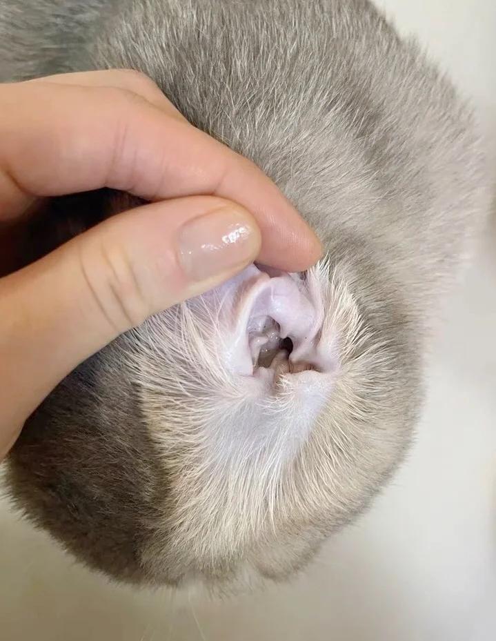 猫咪的耳朵热热的正常吗(猫咪的耳朵热热的怎么回事)