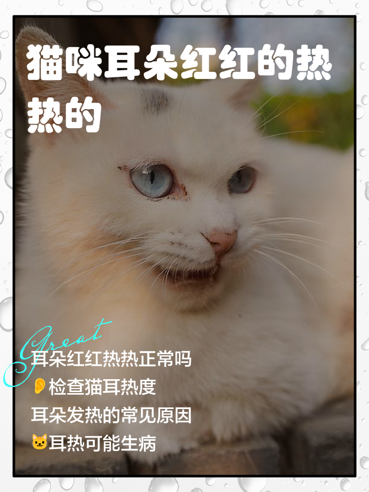 猫咪的耳朵热热的正常吗(猫咪的耳朵热热的怎么回事)