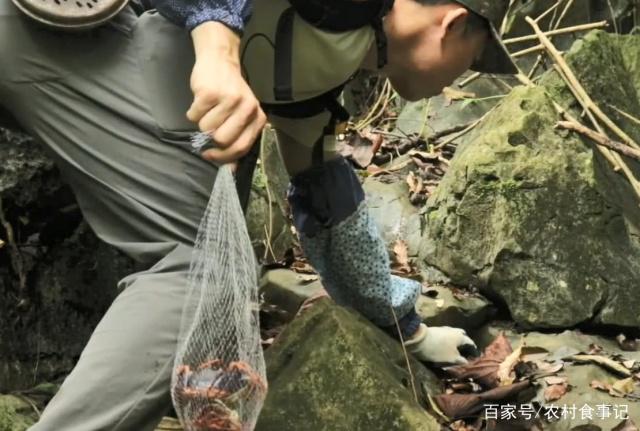 无脚也无手身穿鸡皮皱打一动物(无脚也无手身穿鸡皮皱打一动物名)