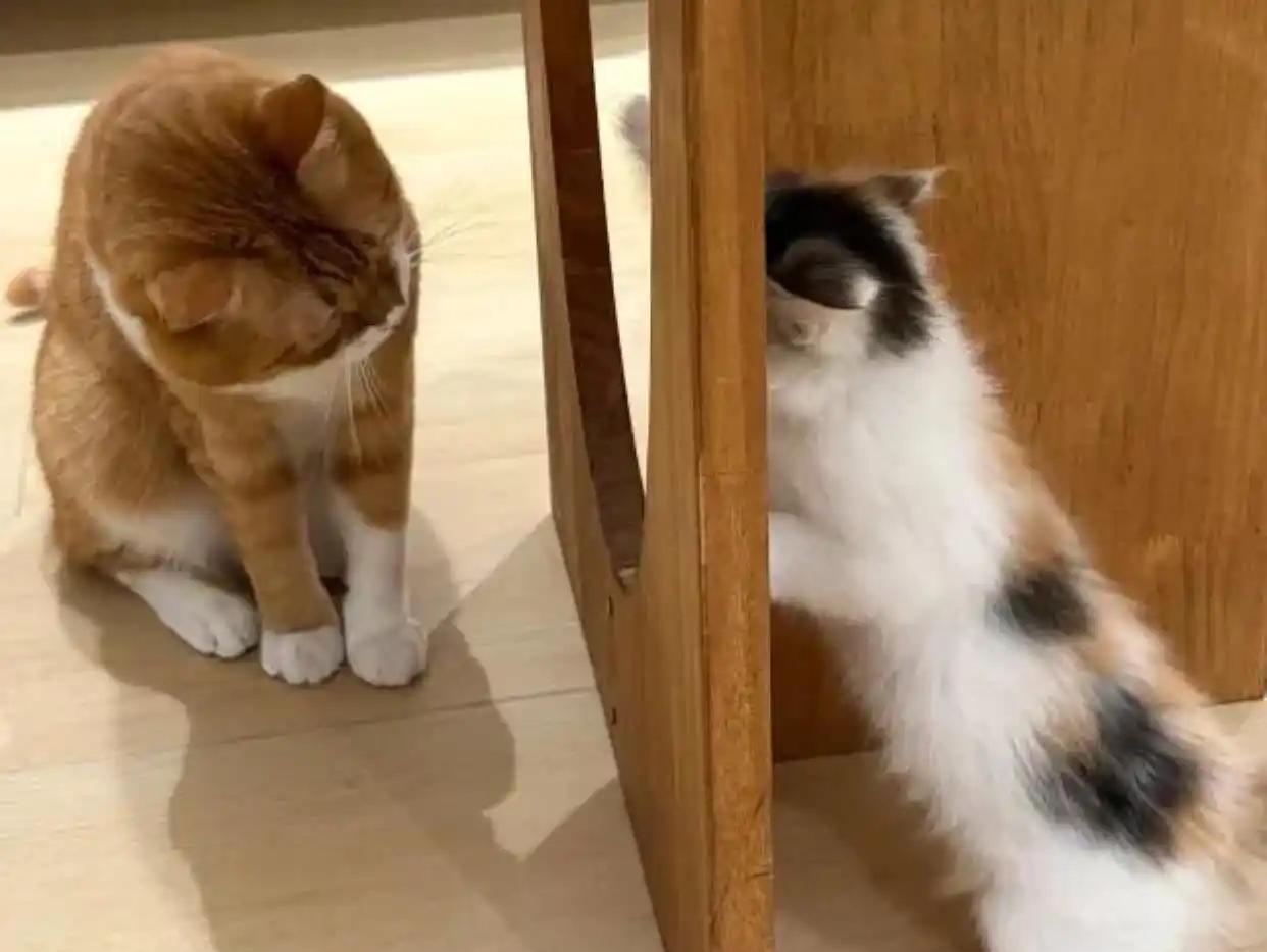 养一只猫好还是两只好(一猫穷二猫富三猫四猫五猫)