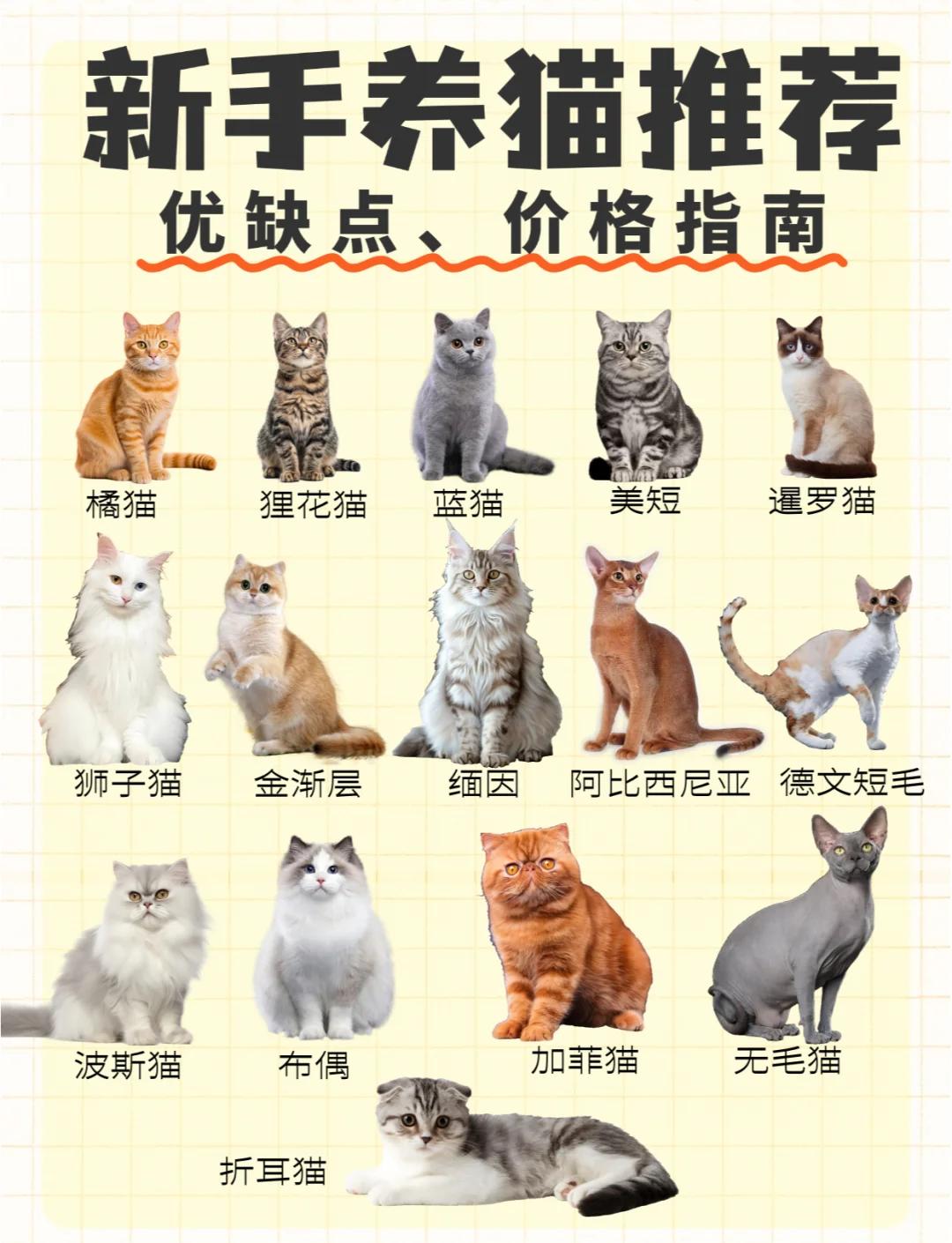 养一只猫好还是两只好(一猫穷二猫富三猫四猫五猫)