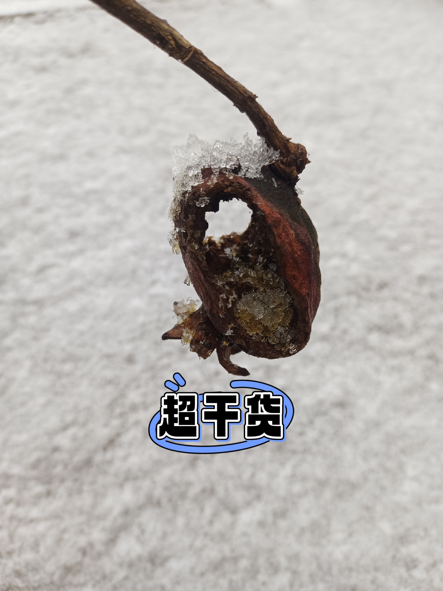 驴粪蛋(驴粪蛋发烧形容什么)