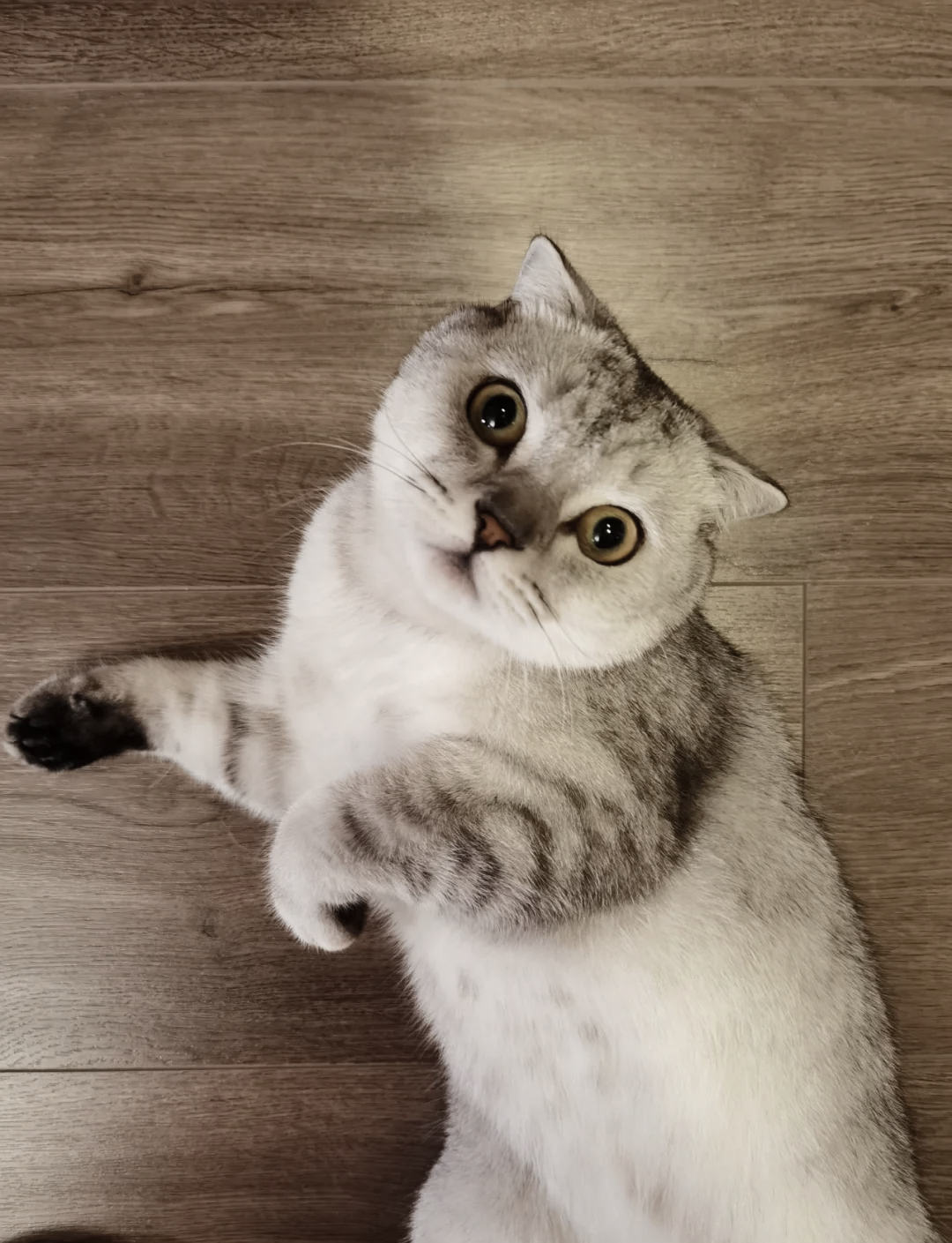 千万别养曼基康猫(曼基康猫养母猫还是公猫)