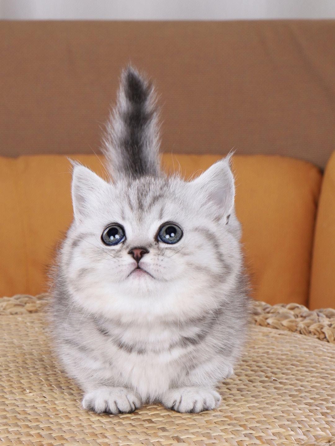 千万别养曼基康猫(曼基康猫养母猫还是公猫)