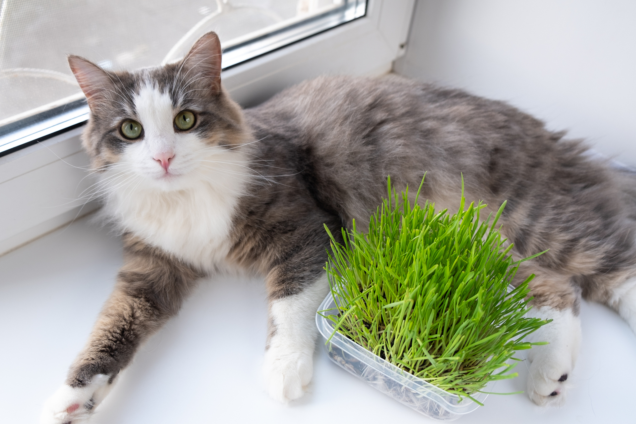 真正猫薄荷图片(猫薄荷是什么样子)