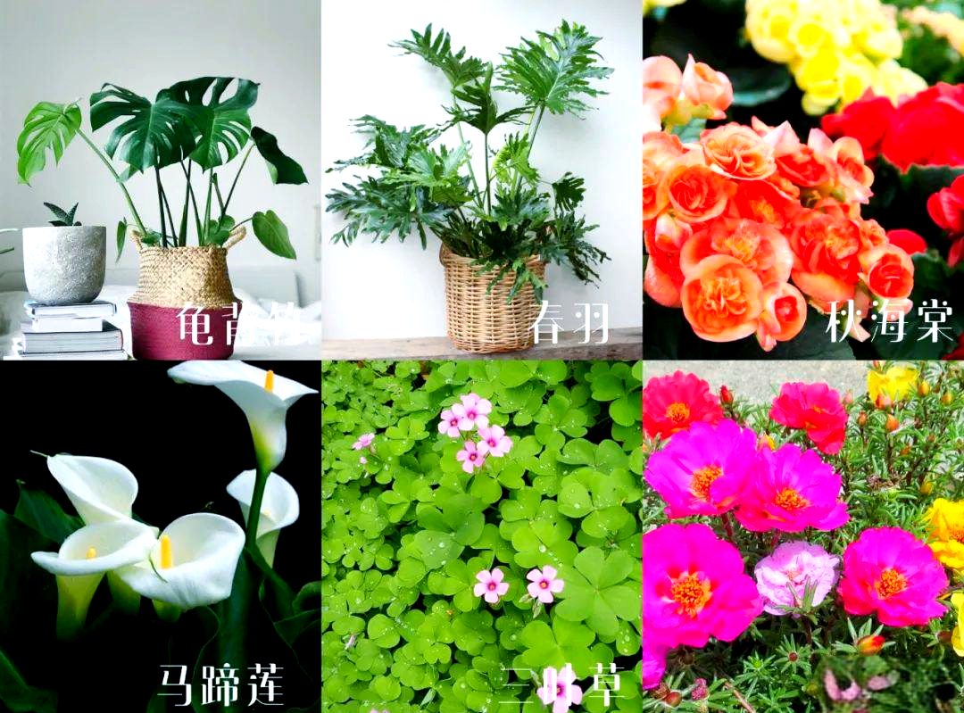 栀子花对猫有毒吗(栀子花香味对猫有毒吗)