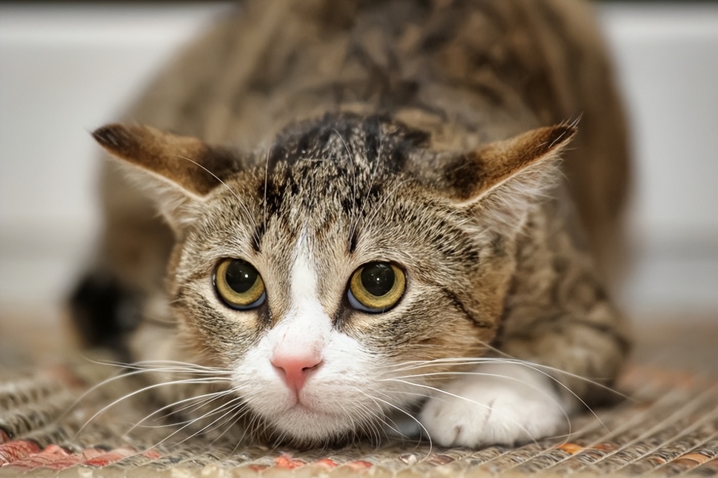 猫惊吓过度的症状(猫应激一般几天会死)