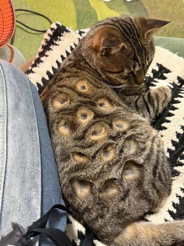 猫惊吓过度的症状(猫应激一般几天会死)