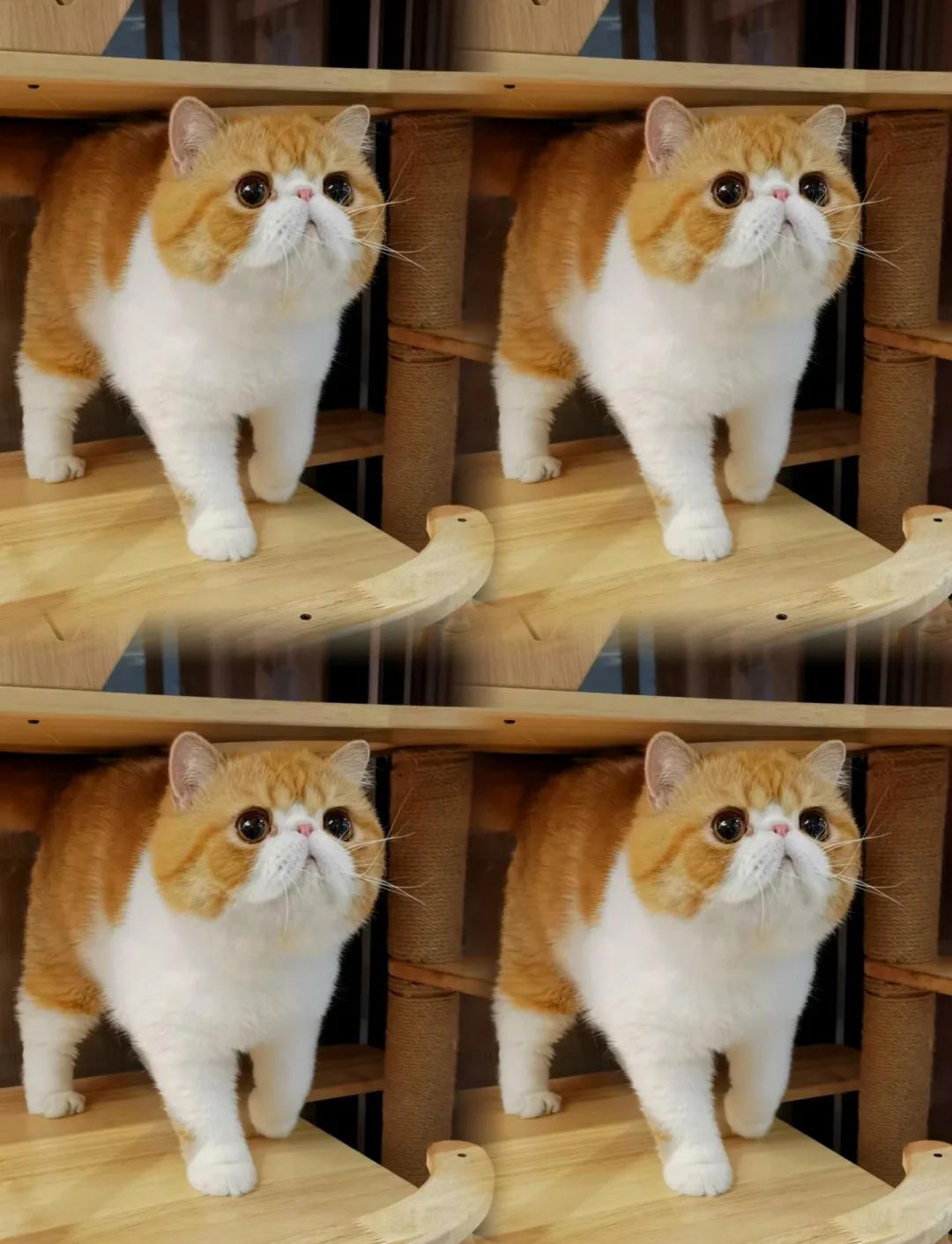 加菲猫寿命(加菲猫寿命是15~20年吗)