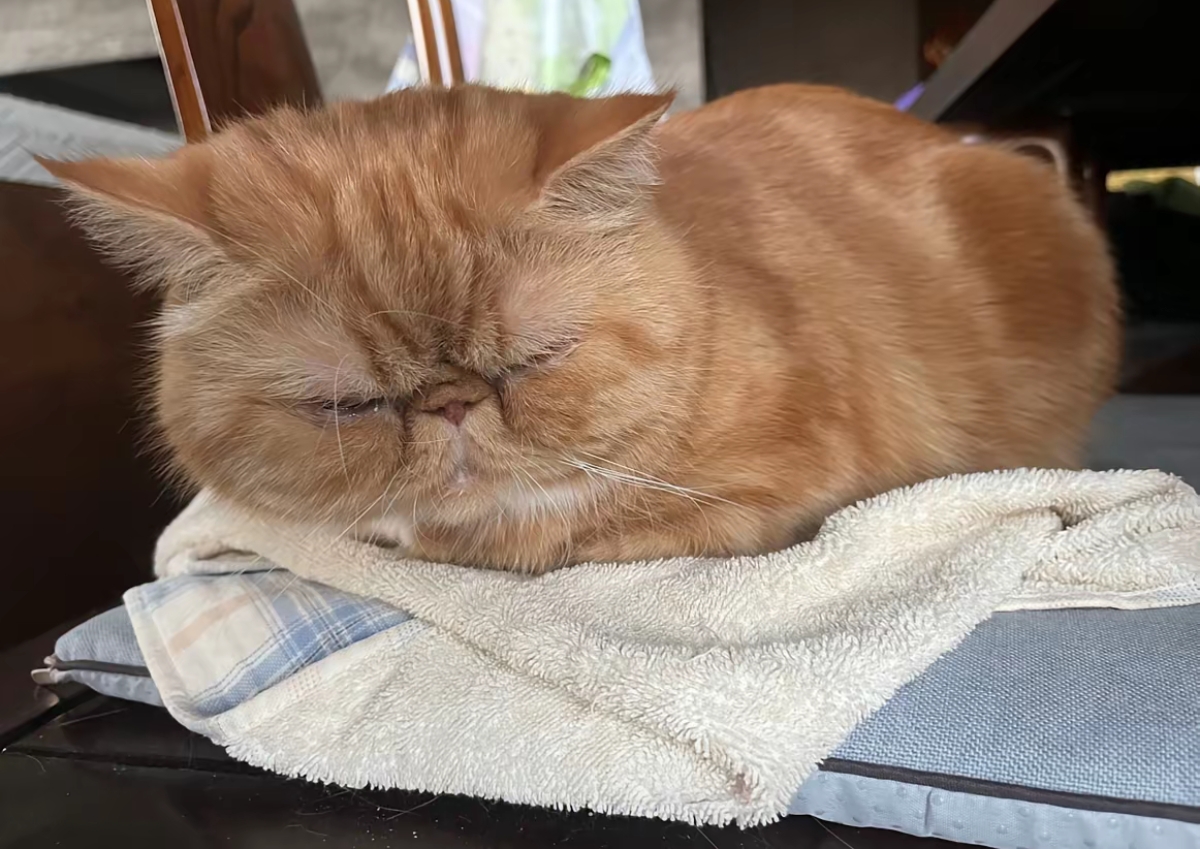加菲猫寿命(加菲猫寿命是15~20年吗)