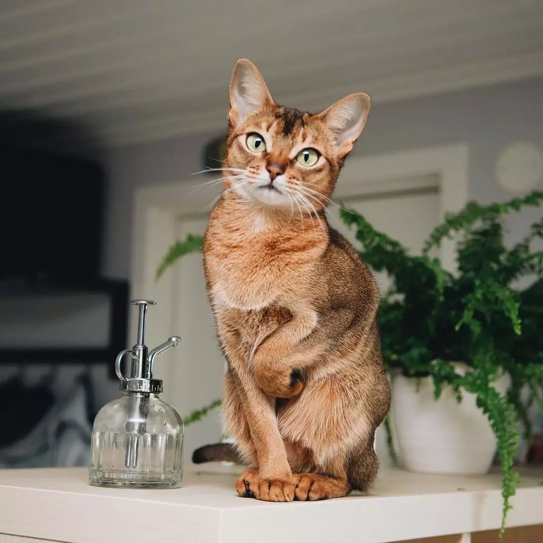 阿比尼西亚猫(阿比西尼亚猫英文)