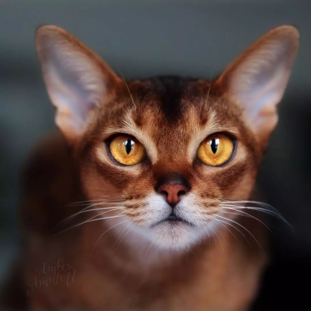 阿比尼西亚猫(阿比西尼亚猫英文)