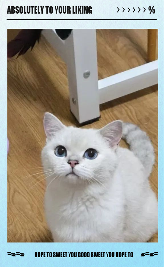 包含银点和银渐层哪个更好一些的词条