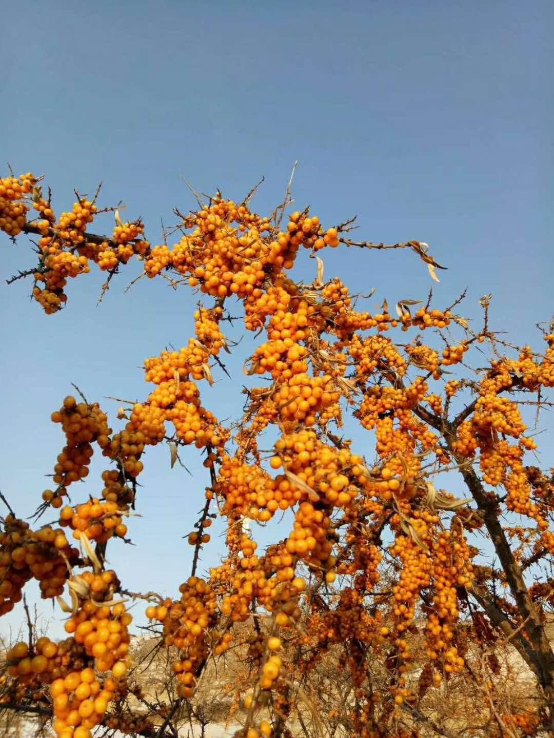 沙棘是什么水果(沙棘果是什么样子的有图片吗)
