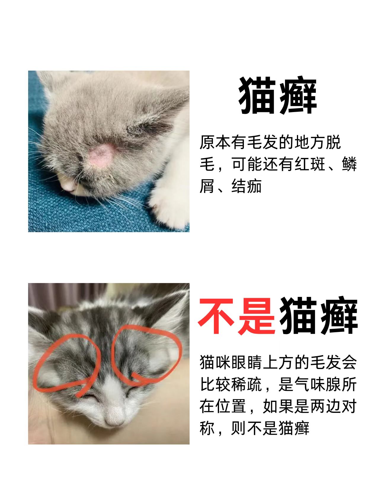 怎么判断猫咪得了猫瘟(怎么判断猫咪是不是得了猫瘟) 怎么判断猫咪得了猫瘟(怎么判断猫咪是不是得了猫瘟)