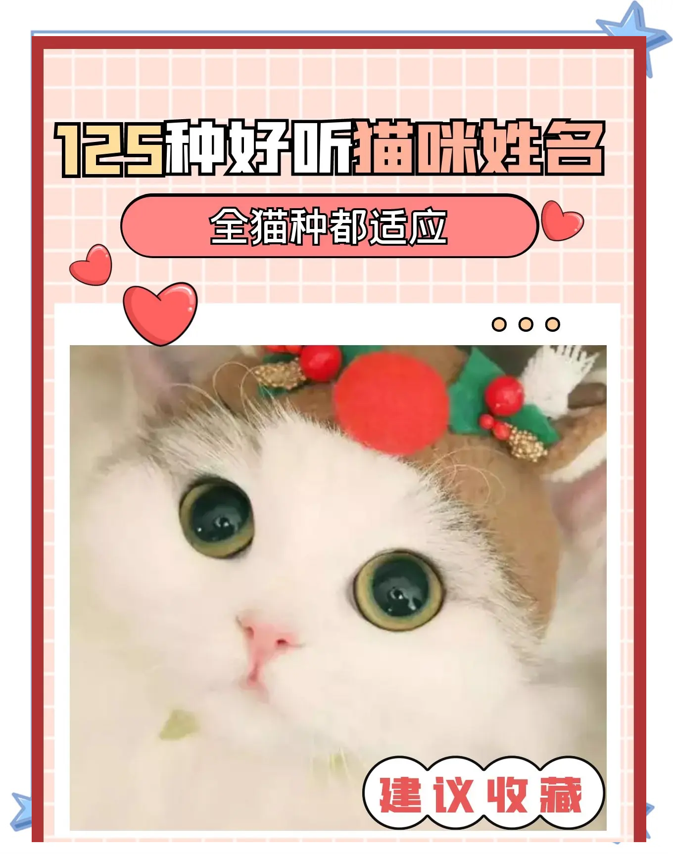 小猫咪取什么名字好听(小狗起什么名字好听又旺家人)