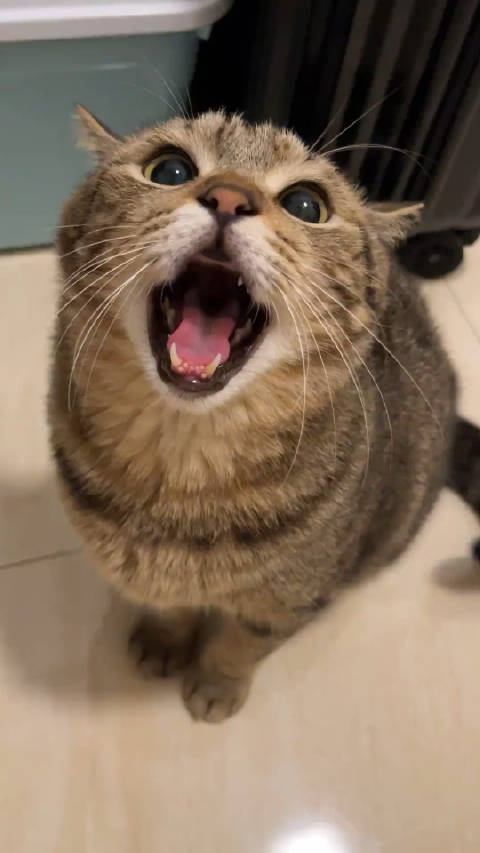 小猫不爱叫(重生回到离婚前by小猫不爱叫)
