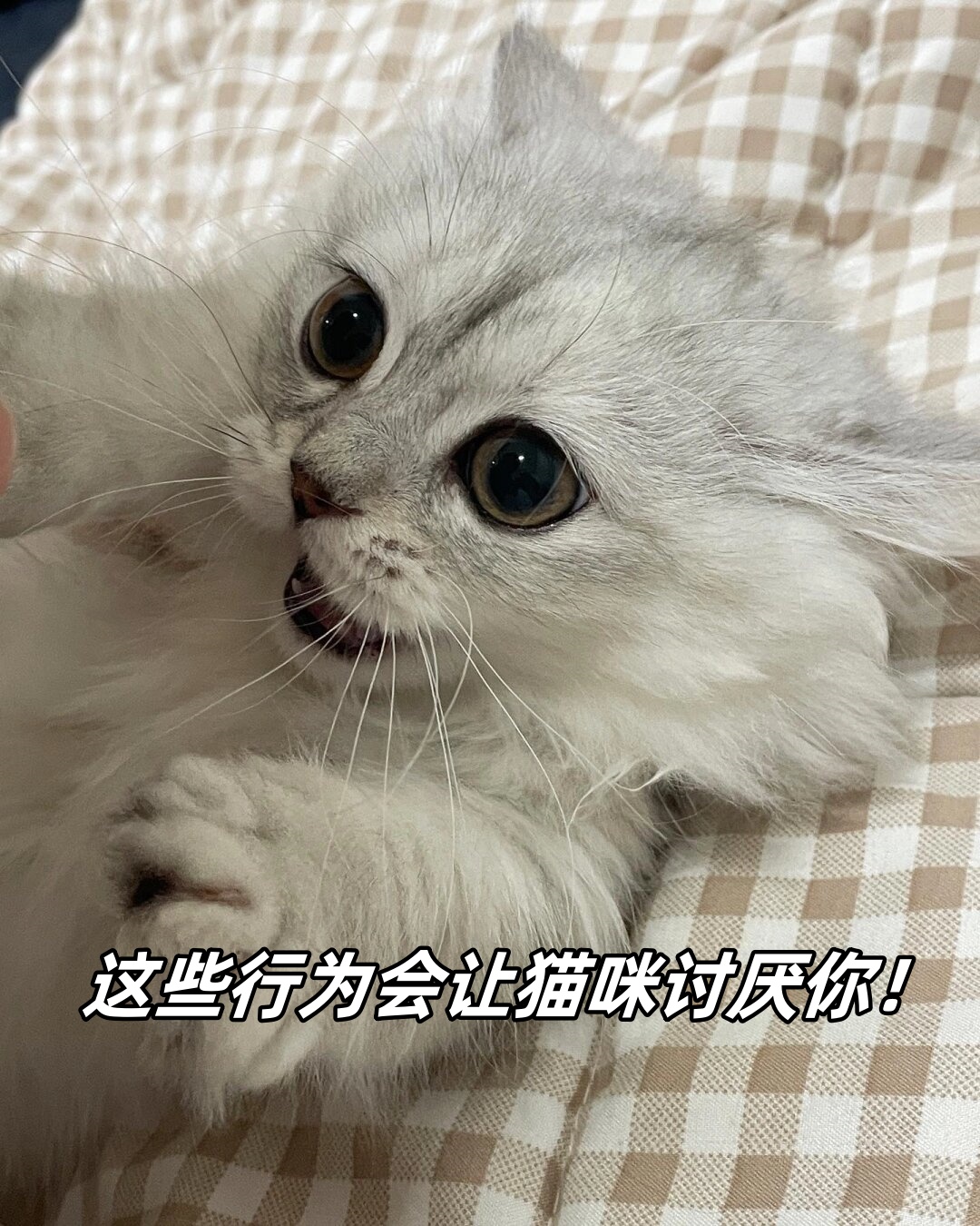 小猫不爱叫(重生回到离婚前by小猫不爱叫)