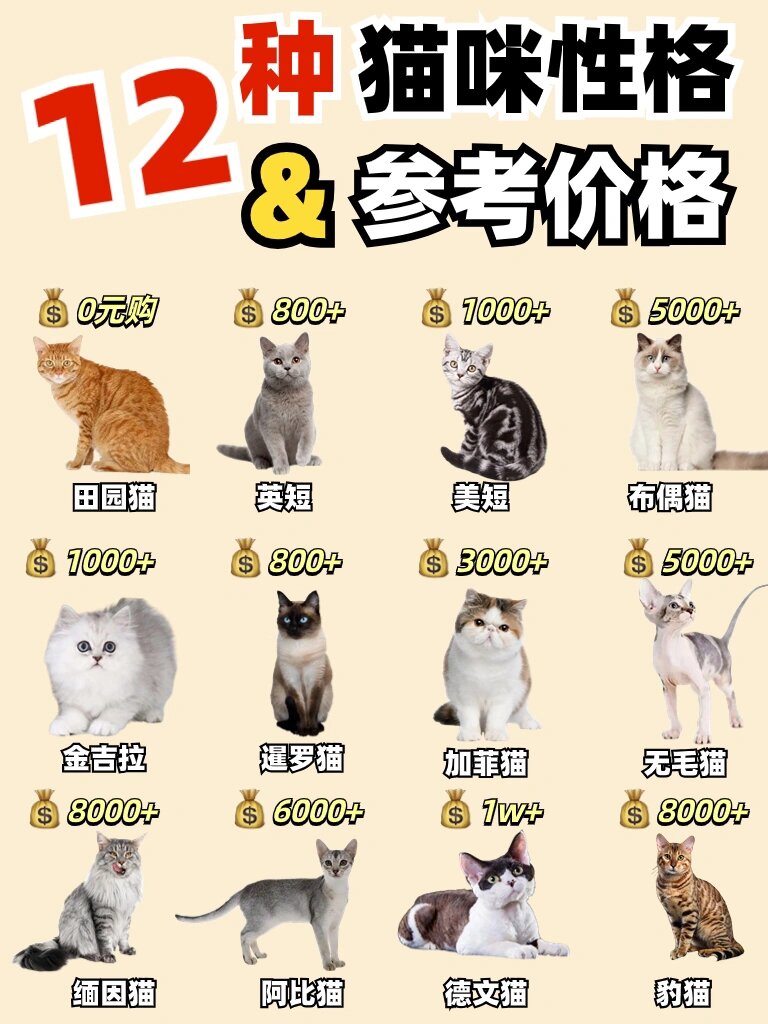 无毛猫价格(斯芬克斯猫什么价位) 无毛猫价格(斯芬克斯猫什么价位)