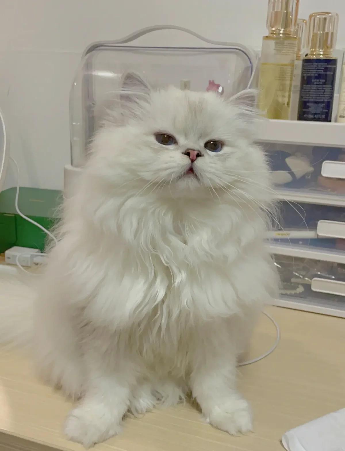银点猫多少钱一只(银点猫品相好的价位多少钱)