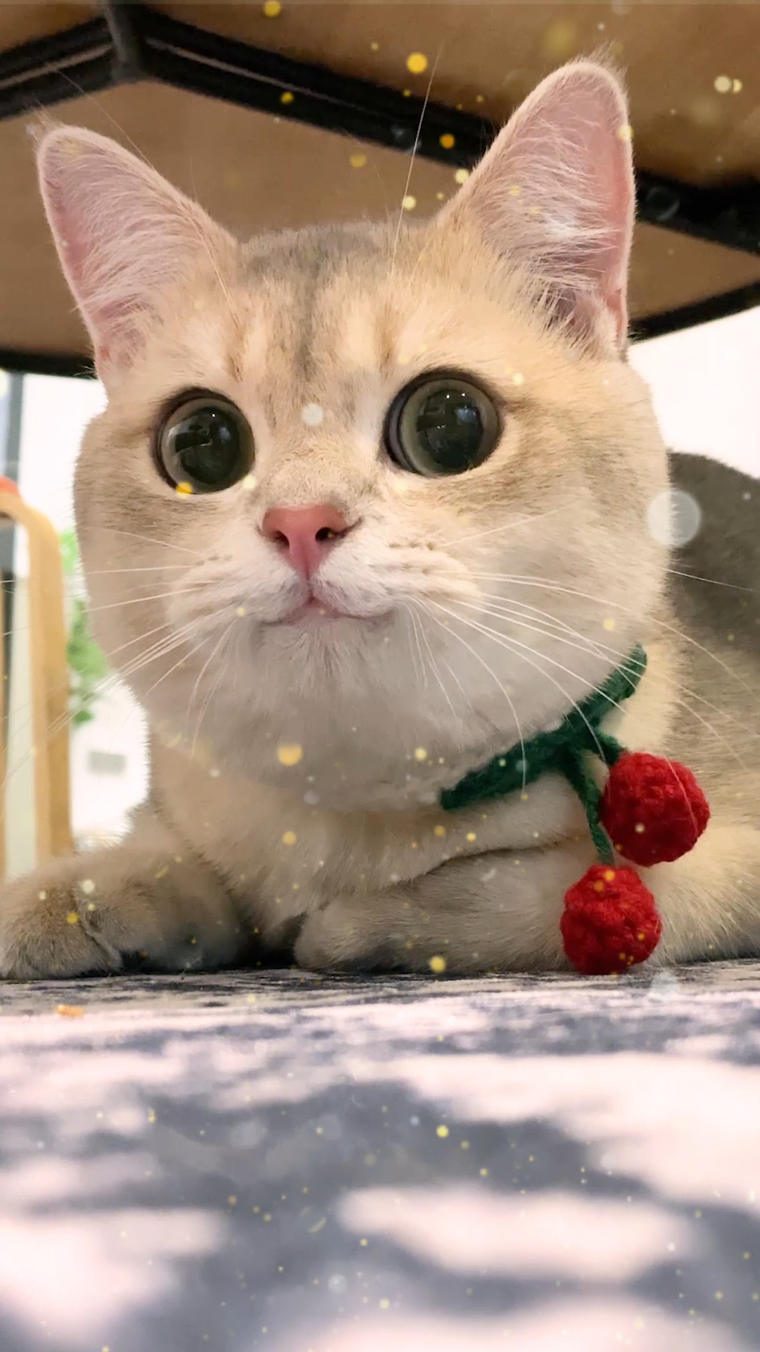 猫咪会笑吗(猫会笑是真的吗) 猫咪会笑吗(猫会笑是真的吗)