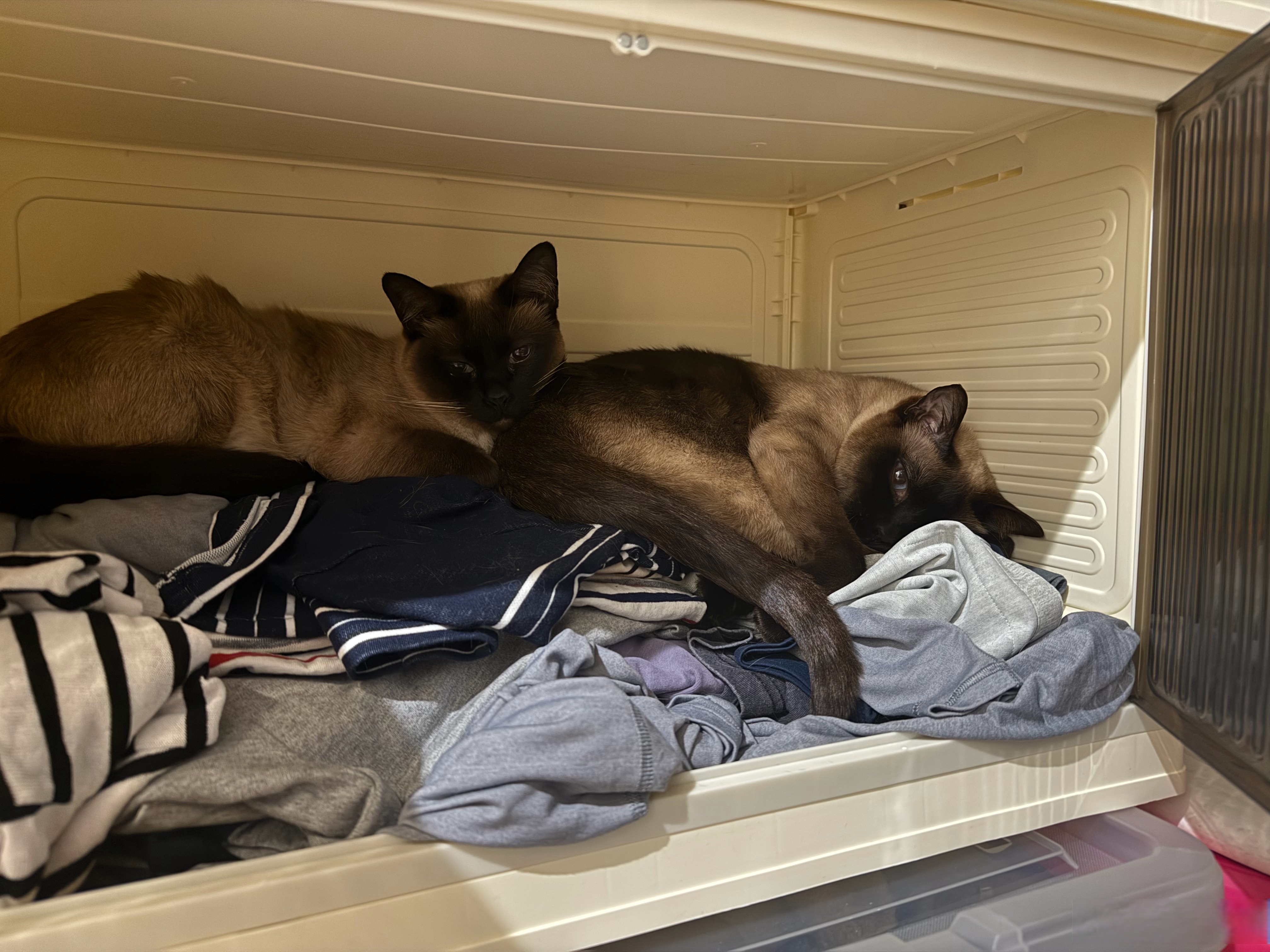 猫一直叫要进卧室还扒门(晚上睡觉把猫关在门外一直叫)
