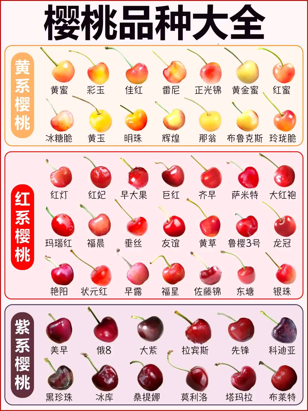 樱桃读音(樱桃读音拼音)