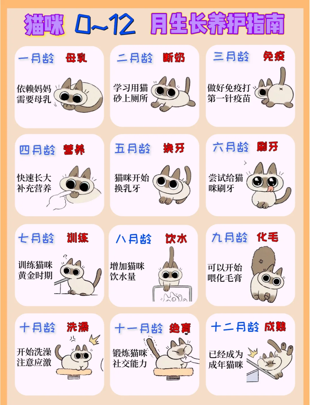 猫咪几个月算成年猫(猫咪几个月算成年猫可以换成猫猫粮) 猫咪几个月算成年猫(猫咪几个月算成年猫可以换成猫猫粮)