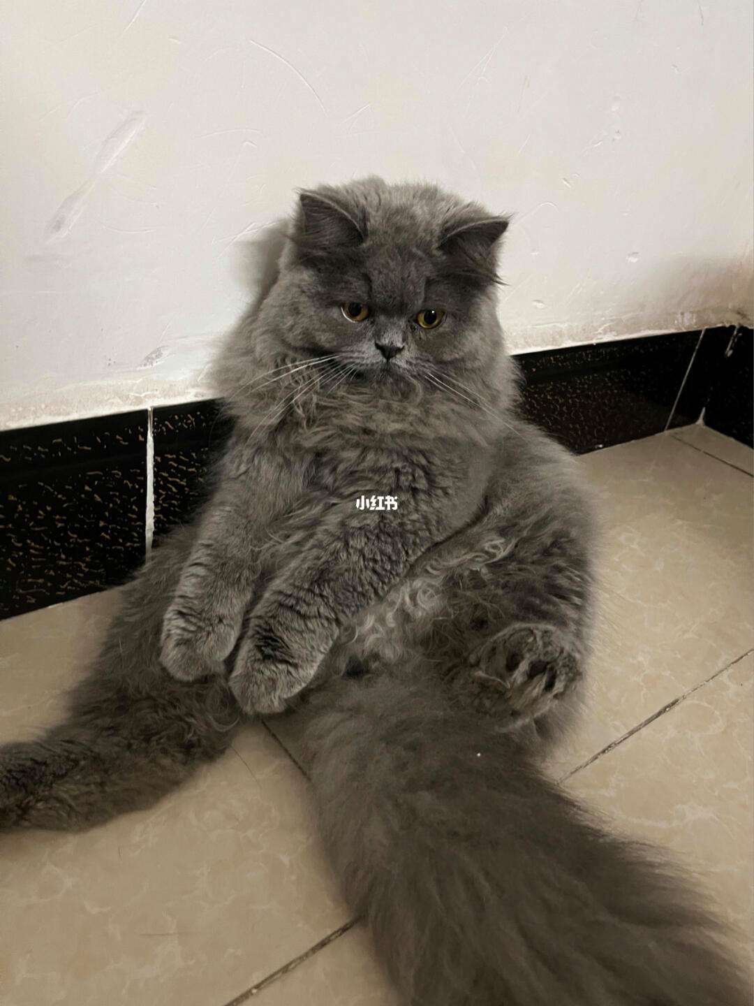 炸毛猫(炸毛猫简笔画) 炸毛猫(炸毛猫简笔画)