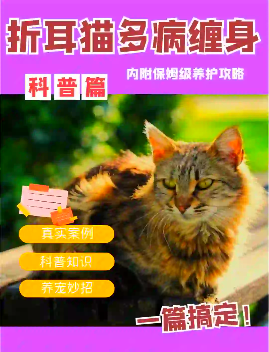折耳猫一般发病是几岁(假折耳猫和真折耳的区别)