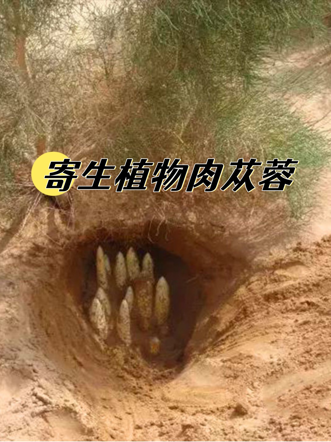 肉松蓉和肉苁蓉的区别(肉松蓉和肉苁蓉的区别图片及功效)