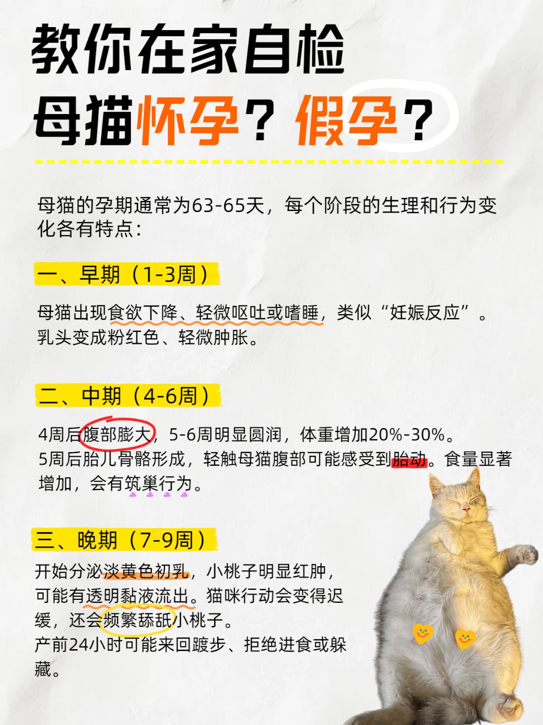 猫孕期多少个月(猫孕期多少个月算正常)