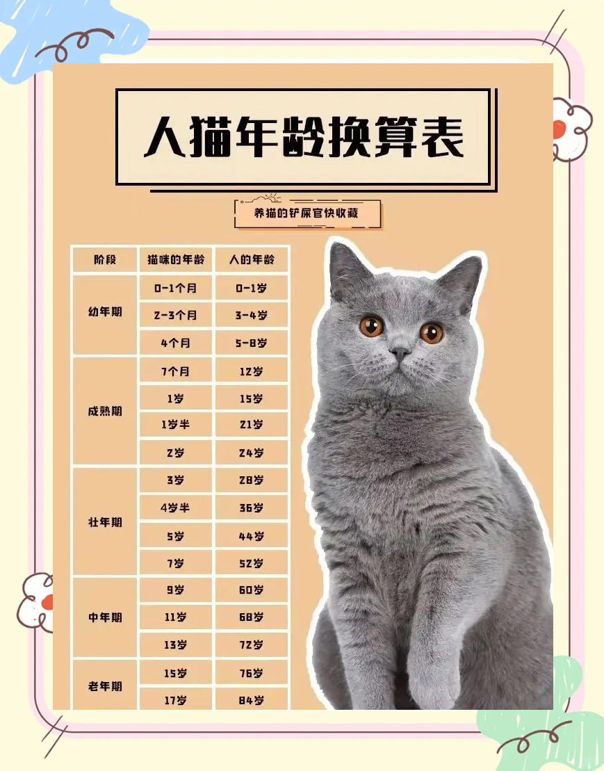 猫孕期多少个月(猫孕期多少个月算正常)